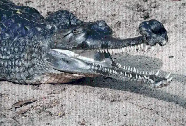 #27. Gharial