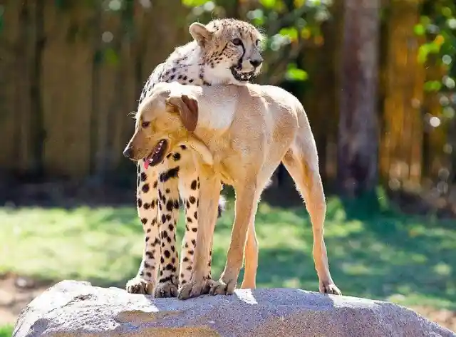 Kasi The Cheetah & Mtani The Dog