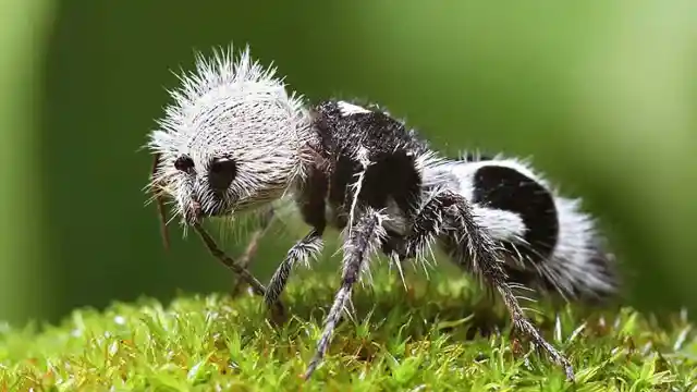 #14. Panda Ant