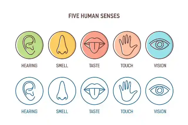 #12. We have five senses