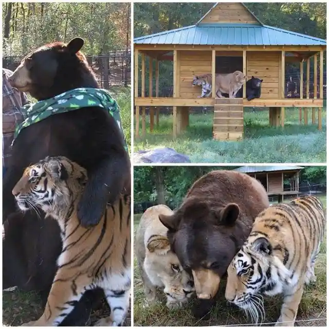 Baloo The Bear, Leo The Lion & Shere Khan The Bengal Tiger