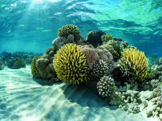 Corals Aren’t Plants