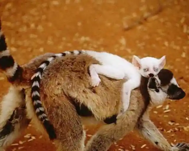 Albino Lemur