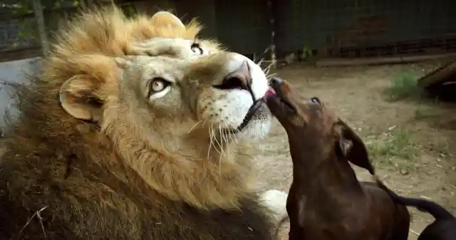 Incredible Loyal Friendship Between Lion And Duchsand