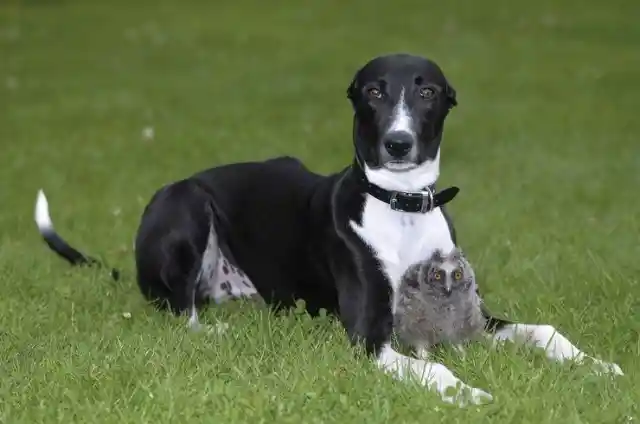 Torque The Dog & Shrek The Owl