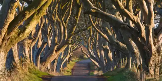 The Dark Hedges, Northern Ireland: Kingsroad