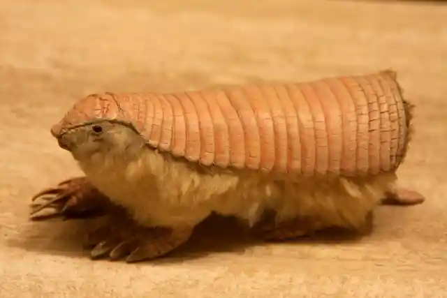 #26. Pink Fairy Armadillo