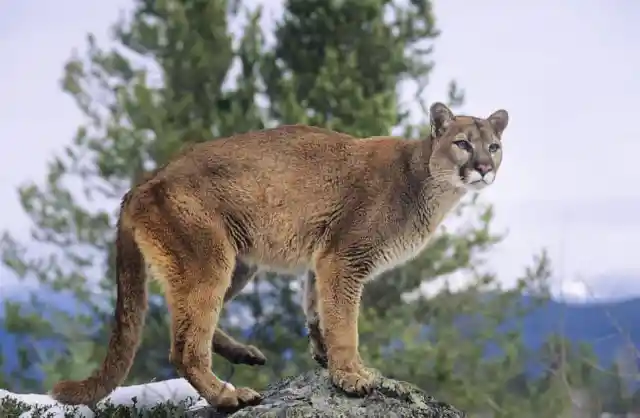 Mountain Lions