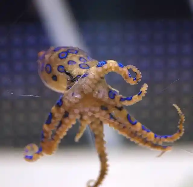 Blue-Ringed Octopuses