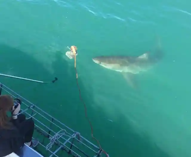 Shark Cage Diving – South Africa