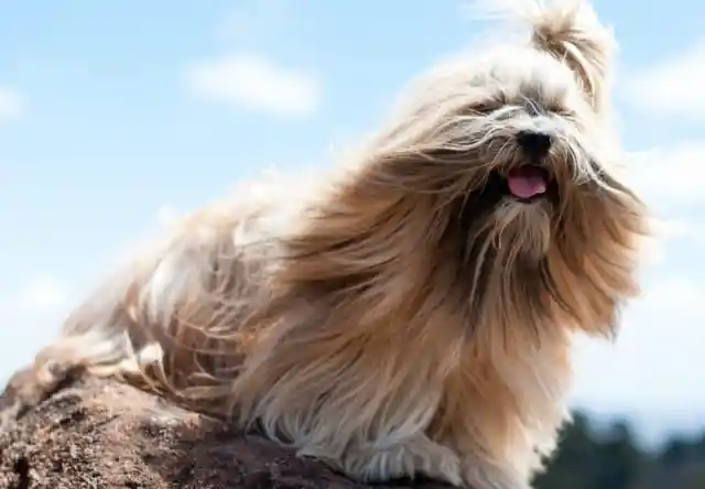 #10. Lhasa Apso