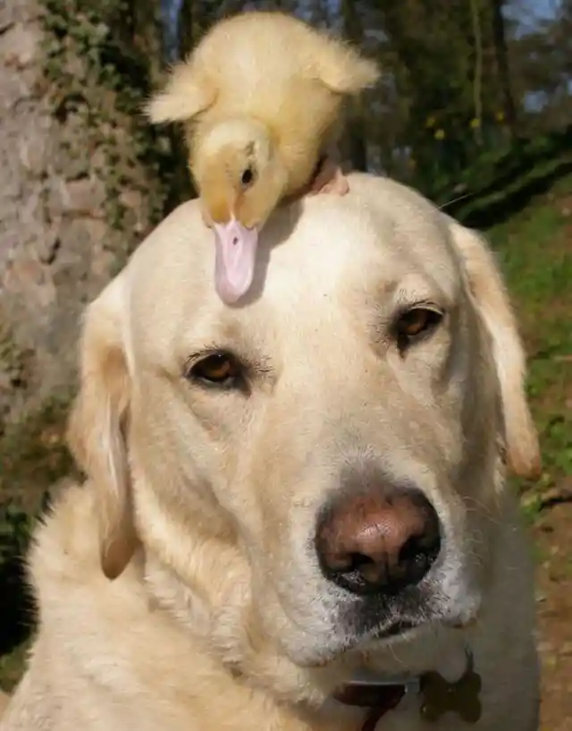 Fred The Dog & Dennis The Duckling