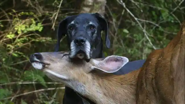 Kate The Dog & Pippin The Deer