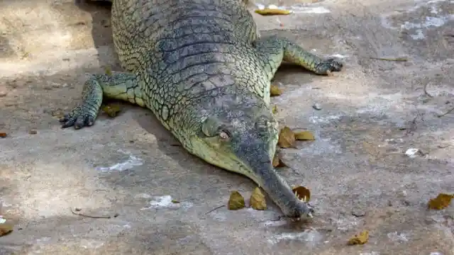 Gharial