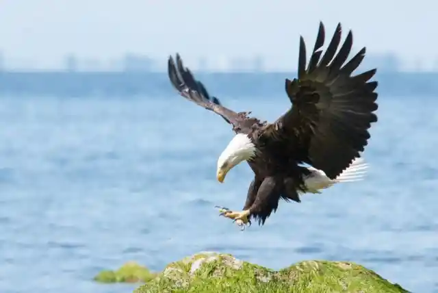 Bald Eagles