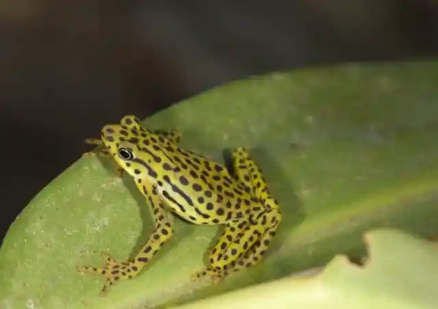 The Rio Pescado Stubfoot Toad