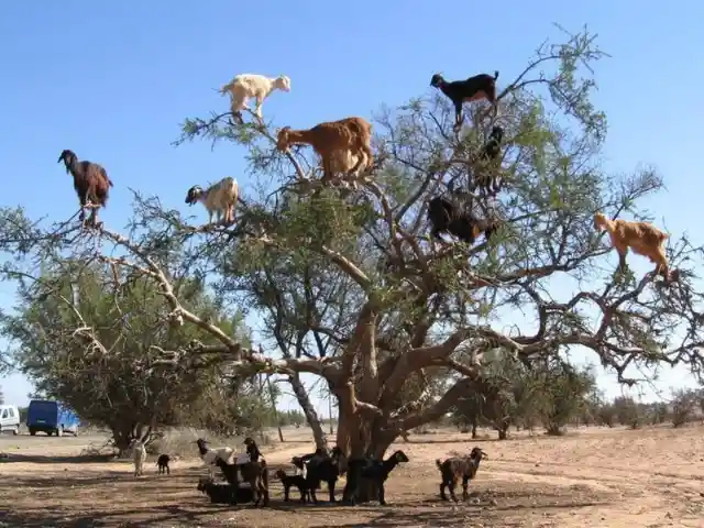 Tree-Climbing Goats