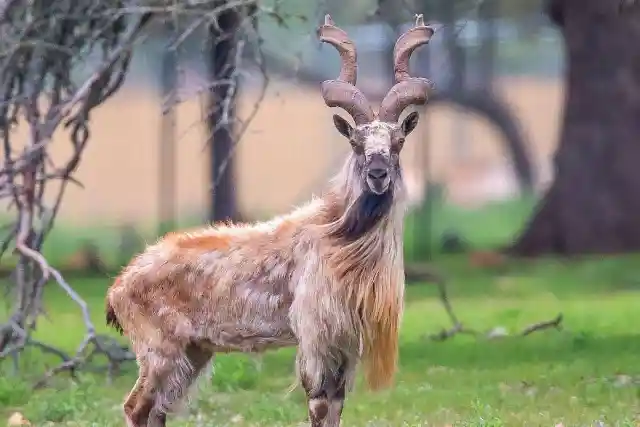 #24. Markhor