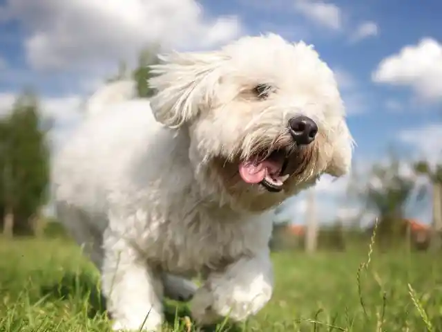 #37. Coton De Tulear