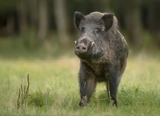 Wild Boars