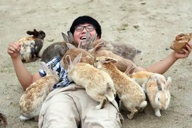 Rabbits At Ōkunoshima, Japan