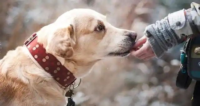 This Dog Saved By A Marine Helped His Rescuer After Returning From War