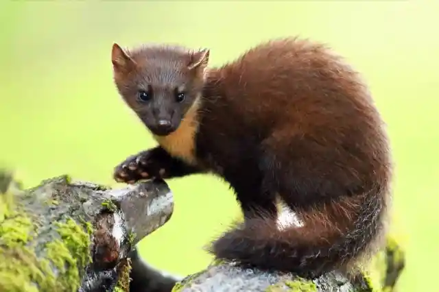 Croatia – Marten