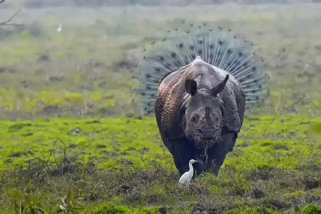 A Rhinopeacock