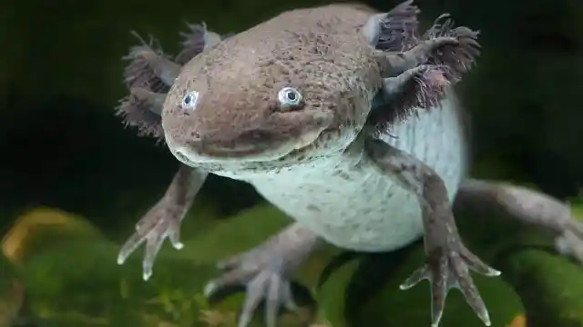 Axolotl