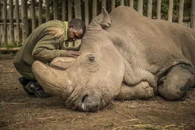 White Rhino Extinct