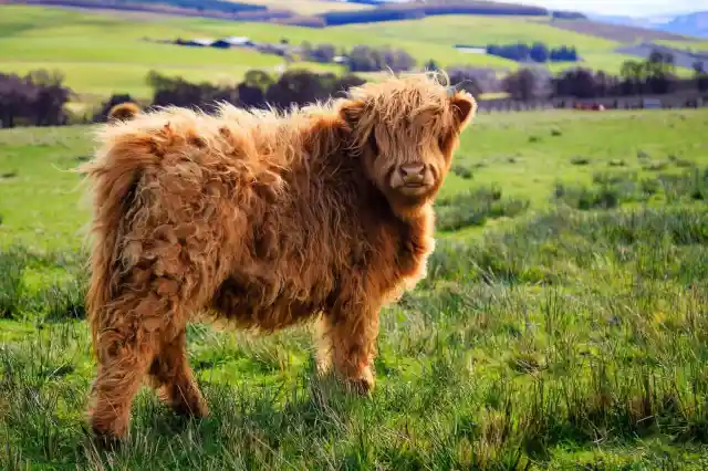 Highland Cow