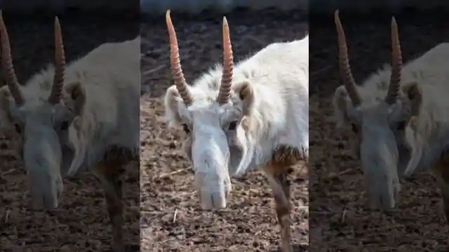 Saiga Antelope