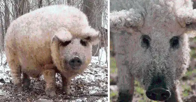 Mangalitsa Pig