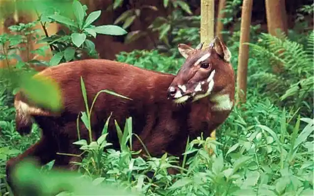 The Saola