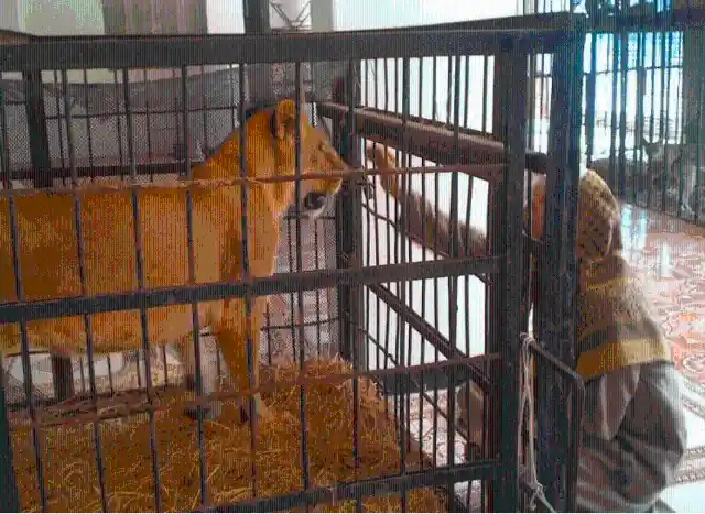 Lioness Is Introduced To A Strange Cub, Her Reaction Is Incredible