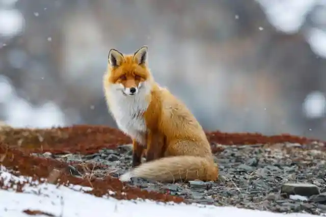 Red Foxes