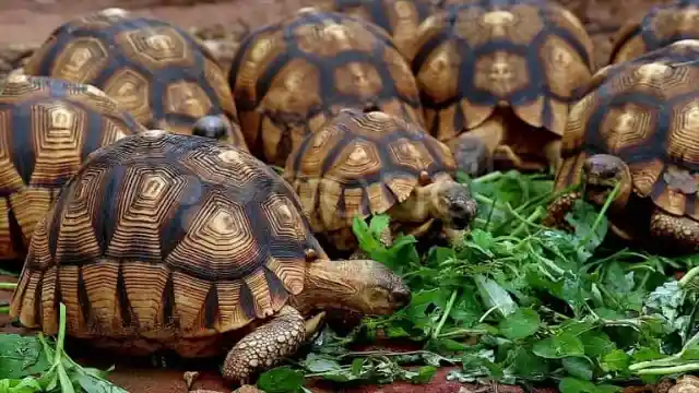 The Madagascar Tortoise