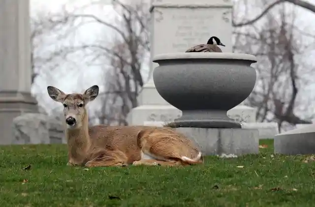 #14. The Deer And The Goose