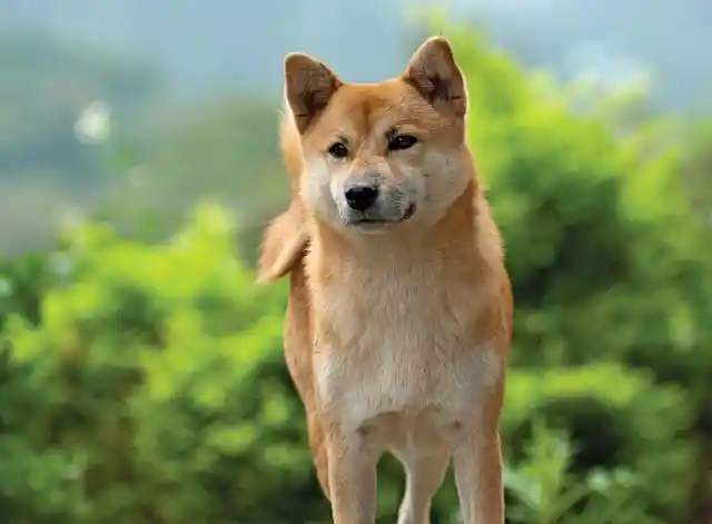 #30. Shiba Inu