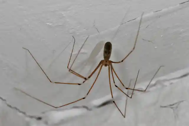 #4. Daddy Longlegs Are Extremely Venomous