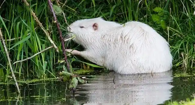 #20. Albino Beaver