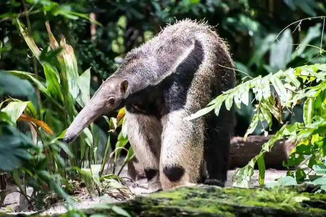 Giant Anteaters