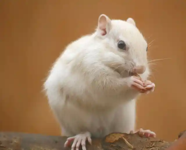 #9. Albino Chipmunk