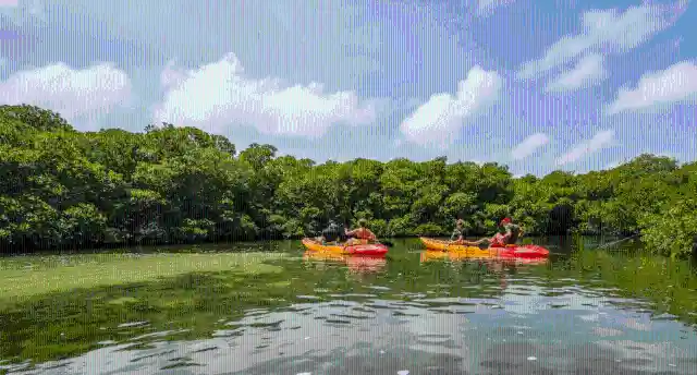 Lac Bay Mangrove Forest
