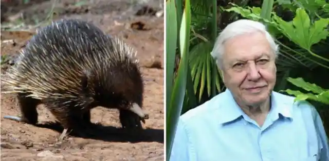 The Sir David Echidna