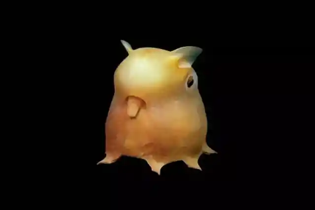 Dumbo Octopus