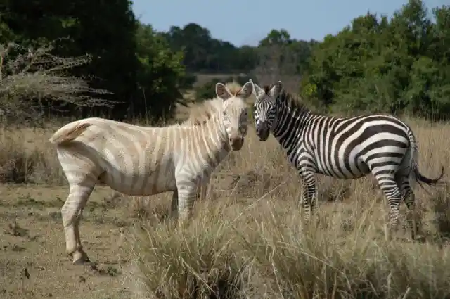 Albino Zebra