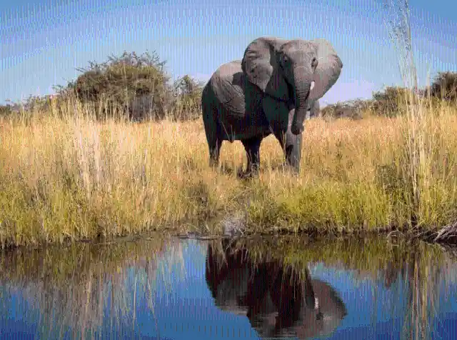 Safari In Africa