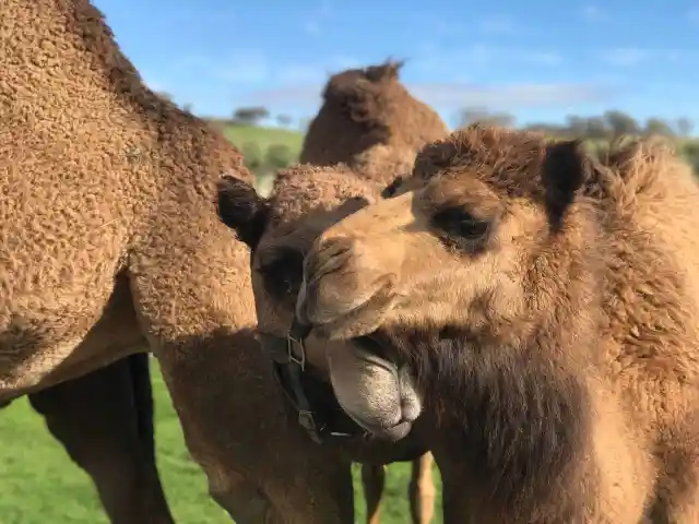 Oasis Camel Dairy Farm, California