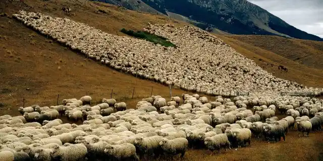 Sheep At New Zealand